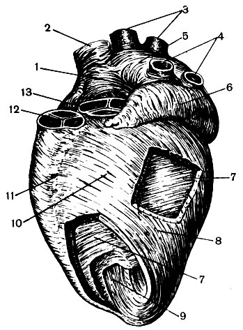 . 96.      (   ;     ): 1 -  ; 2 -   ; 3 -   4 -   ; 5 -  ; 6 -  ; 7 - , 8 -    9    ; 10 -  ; 11 -   ; 12 -      13 - 