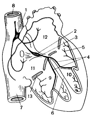 . 97.    : 1 - - ; 2 - - ; 3 - - , 4 -  , 5 -      ; 6 -  ; 7 -   ; 8 -   ; 9 -   10 -  ; 11 -   12 -  ; 13 - - 