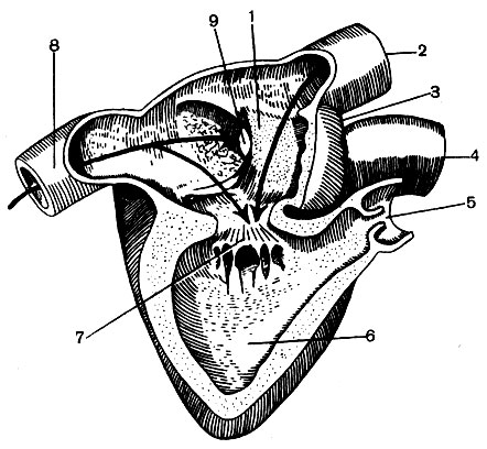. 104.   ( ): 1 -  ; 2 -   ; 3 -  ; 4 - ; 5 -  ; 6 -  ; 7 -  ; 8 -   ; 9 -  