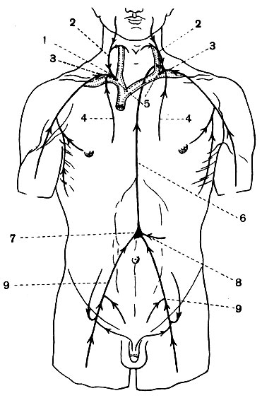 . 105.   (): 1 -  ; 2 - . 3 -   4 - - ; 5 -  ; 6 -  ; 7 - ; 8 -   9 -     