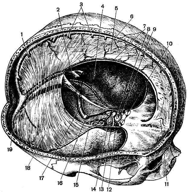 . 111.        (  ): 1 -  ; 2 -   ; 3 -  ; 4 -    ; 5 -   ; 6 -   7 -   ; 8 -  ; 9 -   ; 10 -  ; 11 -  ; 12 -   ; 13 -  ; l4 -   ; 15 -    ; 16 -    ; 17 -  ; 18 -  ; 19 -  