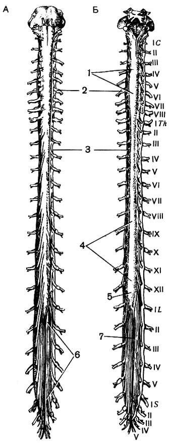 . 114.   (   ):  - ;  - ; I-VIII - ; ITh-XII ; IL-V ; IS-I -   ; 1 -  ; 2 -  ; 3 -   ; 4 -  ; 5 -  ; 6 -  ; 7 -  