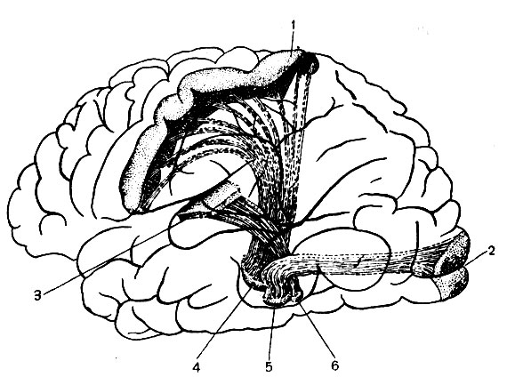 . 135.           : 1 -    ( )        ; 2 -   ( ); 3 -    ( ); 4 -    ; 5-6 -     