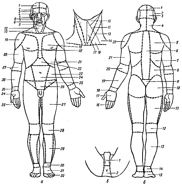 . 6.   .  -  ;  -  ;  -  . : 1 - reg. parietalis; 2 - reg. temporalis; 3 - reg. frontalis; 4 - reg. orbitalis; 5 - reg. nasalis; 6 - reg. buccalis; 7 - reg. parotideomasseterica; 8 - reg. oralis; 9 - reg. mentalis; 10 - trigonum submandibulare; 11 - trigonum caroticum; 12 - reg. colli ant; 13 - reg. sternocleidomastoidea; 14 - trigonum omotrapeziodeum; 15 - reg. colli lat; 16 - trigonum  - claviculare; 17 - trigonum omotracheale; 18 - reg. deltoidea; 19 - reg. thoracis ant. sup.; 20 - reg. mediana ant; 21 - reg. thoracis ant. inf.; 22 - reg. epigastrica; 23 - reg. abdominalis lat.; 24 - reg. amiiilicalis; 25 - reg. inguinalis; 26 - reg. pubica; 27 - reg. femoris ant.; 28 - reg. genu ant.; 29 - reg. cruris ant.; 30 - reg. articulationis talocruralis ant.; 31 - reg. pedis dorsalis; 32 - reg. digitorum pedis; 33 - reg. digitorum manus ant.; 34 - reg. metacarpi volaris (palma manus); 35 - reg. carpi ant; 36 - reg. antebrachii ant; 37 - reg. cubiti ant; 38 - reg. brachii ant. : l - reg. parietalis; 2 - reg. temporalis; 3 - reg. occipitalis; 4 - reg. nuchae; 5 - reg. thoracis post sup.; 6 - reg. vertebralis; 7 - reg. thoracis post, inf.; 8 - reg. lumbalis; 9 - reg. sacralis; 10 - reg. glutea; 11 - reg. femoris post.; 12 - reg. genu post.; 13 - reg. cruris post; 14 - reg. articulationis talocruralis post; 15 - reg. calcanea; 16 - reg. digitorum manus post; 17 - reg. metacarpi dorsalis (dorsum manus); 18 - reg. carpi post; 19 - reg. antebrachii post.; 20 - reg. cubiti post; 21 - reg. brachii post.; 22 - reg. deltoidea. : 1 - reg. urogenitale; 2 - reg. anale