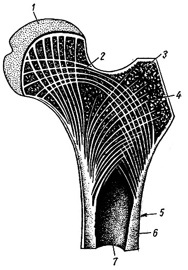. 12.     . 1 - ; 2 - ; 3 - ; 4 -  ; 5 - ; 6 -  ; 7 -  