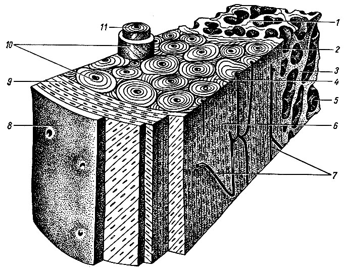 . 13.   (). 1 -  ; 2 -  ; 3 -   ; 4 -   ; 5 -   ; 6 -  ; 7 -   ; 8 - ; 9 -    ; 10 - ; 11 -   
