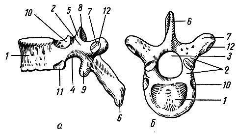 . 14.  ,   ()   (). 1 -  ; 2 -  ; 3 -  ; 4 -   ; 5 -   ; 6 -  ; 7 -  ; 8 -   ; 9 -   ; 10 -   ; 11 -   ; 12 -    