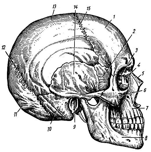 . 19. 1 -  ; 2 -    ; 3 -    ; 4 -  ; 5 -  ; 6 -  ; 7 -  ; 8 -  ; 9 -   ; 10, 14 -  ; 11 -  ; 12 -  ; 13 -  ; 15 -  