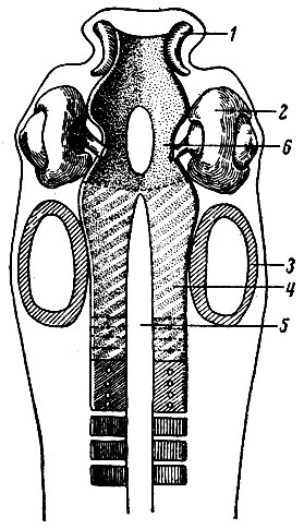 . 20.  . 1 -  ; 2 -  ; 3 -  ; 4 -  ; 5 -   (); 6 -  