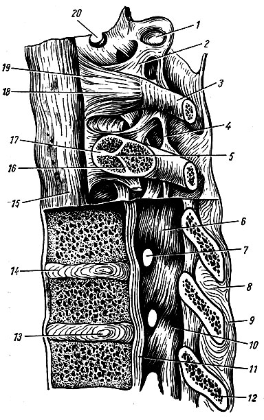 . 34.   ,   (     ). 1 - facies costalis transversalis; 2 - lig. costotransversarium; 3 - costa VIII; 4 - lig. intertransvefsarium; 5 - crista capitis costae; 6 - lig. flavum; 7 - foramen intervertebral; 8 - lig. interspinale; 9 - supraspinal; 10 - arcus vertebrae; 11 - lig. longitudinale posterius; 12 - proc. spinosus; 13 - nucleus pulposus; 14 - discus intervertebralis; 15 - lig. longitudinale anterius; 16 - articuLatio capitis costae interarticulare; 17	- lig. capitis costae intraarticular; 18 - articulatio copitis costae; 19 - lig. capitis costae radiatum; 20 - fovea costalis