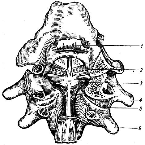 . 35.    ,  . 1 -    membrana tectoria; 2 - lig. alare; 3 - lig. cruciforme; 4 - ; 5 -     axis; 6 - axis