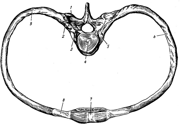 . 36.      . 1 - processus transversus; 2 - articulatio costotransversalia (); 3 - caput costae; 4 - nucleus pulposus; 5 - articulatio capitis costae; 6 - corpus costae; 7 - corpus sterni; 8 - carti-lago costalis; 9 - angulus costae