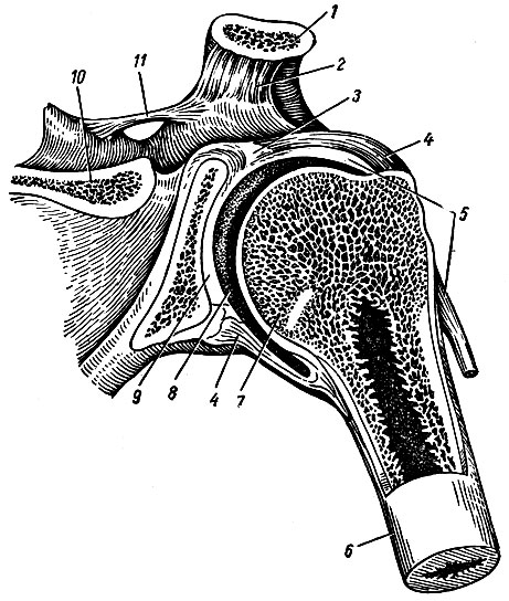 . 37.   ( ). 1 - ; 2 - lig. coracoclaviculare; 3 - labrum glenoidale; 4 - capsula articularis; 5 - tendo m. bicipitis brachii -   ; 6 - corpus humeri; 7 - caput humeri; 8 -  ; 9 -  ,  cavitas glenoidalis; 10 - spina scapulae; 11 - lig. transversum scapulae superius