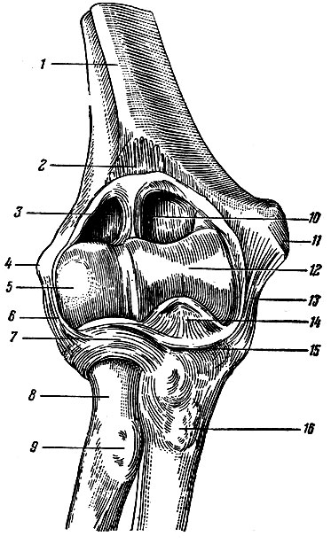 . 38.     ,  . 1 - humerius; 2 - capsula articularis (); 3 - cavum articulare; 4 - epicondylus lateralis; 5 - capitulum humeri; 6 - lig. collaterale radiale; 7 - lig. anulare radii; 8 - collum radii; 9 - tuberositas radii; 10 - fossa coronoidea; 11 - epicondylus medialis; 12 - trochlea; 13 - lig. collaterale ulnare; 14 - processus coronoideus ulnae; 15 - capsula articularis (); 16 - tuberositas ulnae