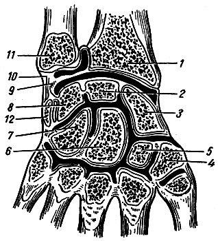 . 39. -     ( ). 1 - radius; 2 - os lunatum; 3 - os scaphoideum; 4 - os trapezium; 5 - os trapezoideum; 6 - os capitatum; 7 - os hamatum; 8 - os triquetrum; 9 - discus articularis; 10 - lig. collaterale carpi ul-nare; 11 - ulna; 12 - os pisiforme