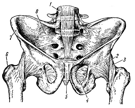 . 40.   - ,    . 1 - IV -  ; 2 - capsula articularis; 3 - lig. iliofemorale; 4 - membrana obturatoria; 5 - symphysis pubica; 6 - trochanter major; 7 - spina iliaca anterior superior; 8 - lig. sacroiliaca ventralia