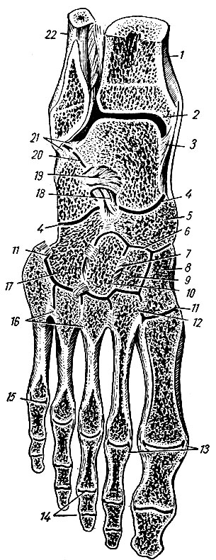 . 42.     ( ). 1 - tibia; 2 - articulatio talocruralis; 3 - lig. mediale (deltoideum); 4 - articulatio tarsi transversa; 5 - os naviculare; 6 - articulatio cuneonavicularis; 7 - lig. intercuneiforme interosseum; 8 - os cuneiforme mediale; 9 - os cuneiforme intermedium; 10 - os cuneiforme laterale; 11 - articulatio tarsometatarseae; 12 - lig. cuneometatarseum interosseum; 13 - ligg. collateralia; 14 - articulationes interpha langeae pedis; 15 - articulatio metatarsophalangeal, 16 - ligg. metatarsea interossea; 17 - os cuboideum; 18 - lig. bifurcatum; 19 - lig. talocalcaneum interosseum; 20 - articulatio subtalaris; 21 - lig. talofibular posterrius; 22 - fibula