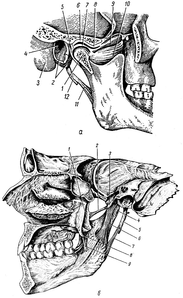 . 43. - .  -  ;  -  . : 1 - processus condylaris; 2 - pars tympanica  ; 3 - processus mastoideus; 4 - porus et meatus acusticus externus; 5 - capsula articularis; 6 - fossa mandibulars; 7 - discus articularis; 8 - tuberculum articulare; 9, 10 - m. pterygoideus lateralis; 11 - lig. stylomandibular; 12 - processus styloideus. ; 1 - processus pterygoideus (lamina lateralis); 2 - lig. pterygospinale; 3 - spina angularis; 4- capsula articulationis temporomandibularis; 5 - processus styloideus; 6 - lig. sphenomandibulare; 7 - lig. stylomandibular; 8 - hamulus processus pterygoidei; 9 - lig. sphenomandibulare