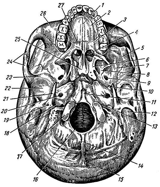. 45.   . 1 -  ; 2 - processus palatinus  ; 3 - lamina horizontalis  ; 4 - choana; 5 - crista infratemporalis; 6 - lamina medians processus pterygoidei; 7 - fossa infratemporal; 8 - lamina lateralis processus pterygoidei; 9 - foramen ovalie; 10 - foramen spinosum; 11 - tuberculum pharyngeum; 12 - processus mastoideus; 13 - fissura retrooccipitalis; 14 - crista occipitalis externa; 15 - protuberantia occipitales externa; 16 - foramen magnum; 17	- condylus occipitalis; 18	- fossa jugularis; 19 - foramen stylomastoideum; 20 - foramen caroticum externum; 21 - processus styloideus; 22 - fossa mandibularis; 23 - tuberculum articulare; 24 - arcus zygomatics; 25 - vomer; 26 - maxilla; 27 - sutura palatina transversa