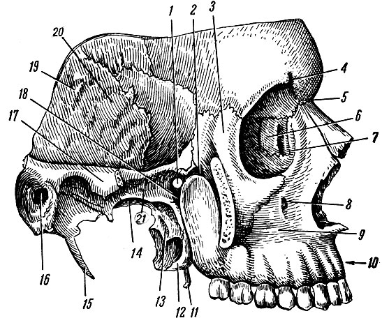 . 47. ,   - ,   (  ). 1 - foramen sphenopalatinum; 2 - fissura orbitalis inferior; 3 - processus frontalis  ; 4 - incisura supraorbital; 5 - pars nasalis ossis frontalis; 6 - os lacrimale; 7 - fossa sacci lacrimalis; 8 - foramen infraorbitale; 9 - fossa canina; 10 - processus alveolaris; 11 - hamulus proc. pterygoidei; 12 - processus pyramidalis ossis palatini; 13 - lamina lateralis proc. pterygoidei; 14 - foramen ovale; 15 - processus styloideus; 16 - meatus acusticus externus; 17 - processus zygomaticus ossis temporalis; 18 - fossa pterygopalatine; 19 - pars squamosa ossis temporalis; 20 -  ; 21 -  