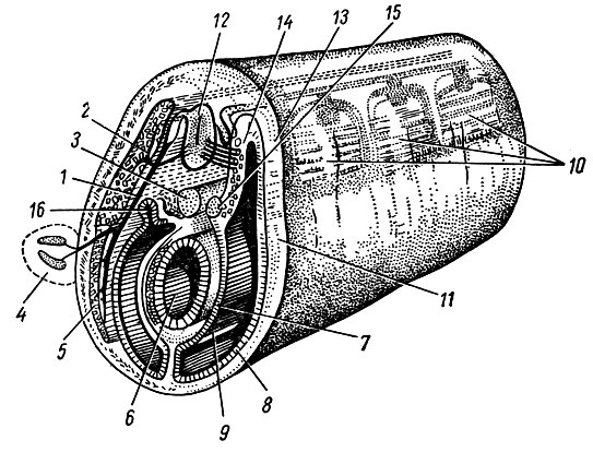 . 50.       (). 1 - ramus ventralis . spinalis; 2 - ramus dorsalis n. spinalis; 3 - chorda dorsalis; 4 -  ; 5 -   ; 6 - ; 7 -    ; 8 -    ; 9 -  ; 10 -   (); 11 - ; 12 -  ; 13 - ; 14 - ; 15 - ; 16 - 