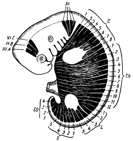 . 54.      . III, IVB, VIC -  ,     ,  III, IV  VI   ; XII -  ,  XII   ; 1-8 -  ; h1-12 -  ; L1-5 -  ; S1-5 -  ; COl-4 -  