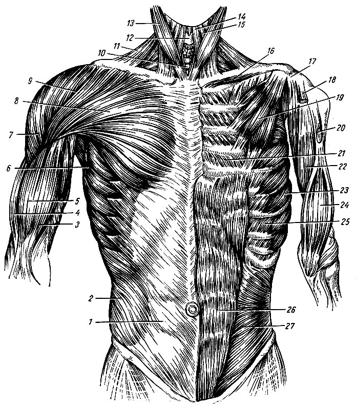 . 56.   ( ).  -  ,  - . 1 -    ; 2 -    ; 3 -     ; 4 -  ; 5 -     ;  -   ; 7 -  ; 8 -   ; 9 - sulcus deltoideopectoralis; 10 - ; 11 -  ; 12 -  ; 13 - -- ; 14 - -  ; 15 - - ; 16 -  ; 17 -  ; 18 -      ; 19 -   ; 20 -      ; 21 -   ; 22 - - ; 23 -   ; 24 -  ; 25 -   ; 26 -   ; 27 -    