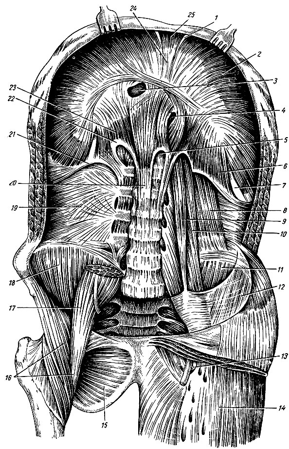 . 57.       (           ). 1 - - ; 2 -   ; 3 -   ; 4 -  ; 5 -  ; 6 -   ; 7 - - ; 8 -   ; 9 -   ; 10, 17 -   ; 11, 18 -  ; 12 -  ; 13 - hiatus saphenus; 14 - fascia lata; 15 -   ; 16 - - ; 19 - -  ( ); -   ; 21 -   ; 22 -   ; 23 -   ; 24 -   ; 25 -   