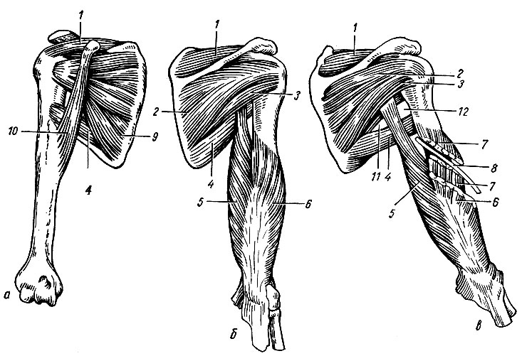 . 61.     .  - ; ,  - : 1 -  ; 2 -  ; 3 -   ; 4 -   ; 5 -     ; 6 -     ; 7 -     ; 8 -    canalis humeromuscularis; 9 -  ; 10 - - ; 11 - foramen trilaterum; 12 - foramen guadrilaterum
