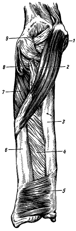 . 63.    -    ( ). 1 -  ; 2 -  -  ; 3 -  ; 4 -   ; 5 -  -  ; 6 -  ; 7 - -; 8 -    ; 9 -  