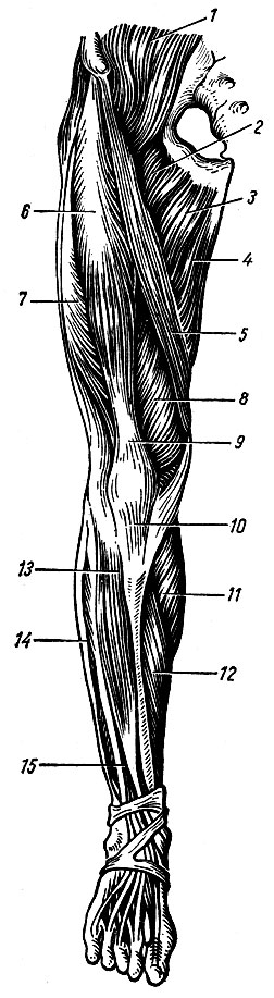. 65.    ( ). 1 - - ; 2 -  ; 3 -   ; 4 -  ; 5	-  ; 6	-   ; 7	-    ; 8 -    ; 9 -    ; 10	-  ; 11	-  ; 12	-  ; 13 -  - ; 14 -   ; 15 -  -   