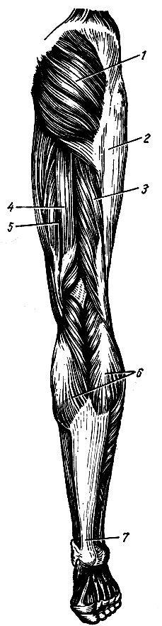 . 66.       ( ). 1 -   ; 2 - - ; 3 -   ; 4 -   ; 5 -  ; 6 -  ; 7 -     ( )