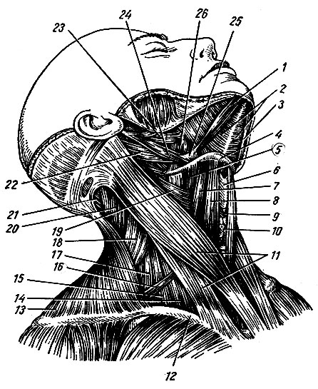 . 67.   ( ). 1,3 -   ( ); 2 - - ; 4 -  ; 5 - - ; 6 -  ; 7 - -  ( ); 8 - - . ; 9 - - ; 10 -  ; 11 - -- ; 12 - ; 13 -  ; 14 -   ; 15 -   ; 16 - -  ( ); 17 -   ; 18 - ,  ; 19 -  ; 20 -   ; 21 -  ; 22 -   ( ); 23 - - ; 24 - - ; 25 -    ; 26 - - 