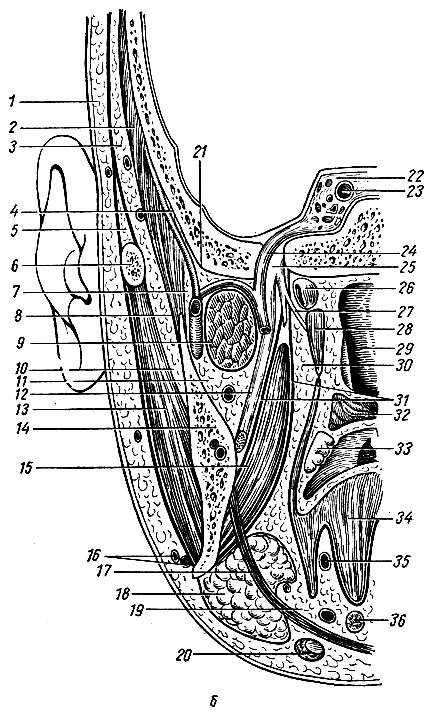 . 74.   ,     ,      ,   .    ( . . ). : 1 -    ; 2 -  ; 3 -    ; 4 -     ; 5 -    ; 6 -  ; 7 - -  ; 8 -   ; 9 -   ; 10 -   ; 11 -   ; 12 -  ; 13 -  ; 14 -  ; 15 -   ; 16 -    ; 17 - - ; 18 -   ; 19 -    ; 20 -  ; 21 -   ; 22 -  ; 23, 24 -   ; 25 -  ; 26 -  ; 27 -  ,   ; 28 - ,   ; 29 -  ; 30 -   ; 31 -     ; 32 -  ; 33 -  ; 34 - ; 35 -  ; 36 - - 