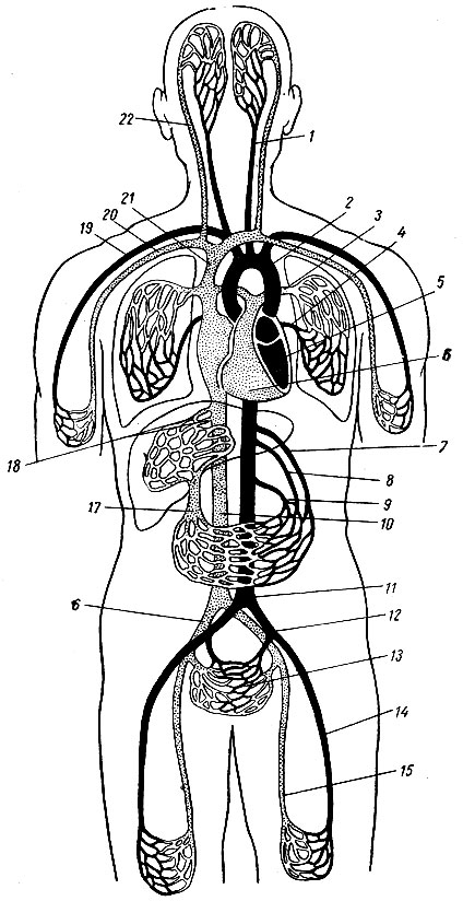 . 138.   ( -). 1 - a. carotis communis; 2 - arcus aortae; 3 - a. pulmonalis; 4 - v. pulmonalis; 5 - ventriculus sinister; 6 - ventriculus dexter; 7 - truncus coeliacus; 8 - a. mesenterica superior; 9 - a. mesenterica inferior; 10 - v. cava inferior; 11 - aorta; 12 - a. iliaca communis; 13 - vasa pelvina; 14 - a. femoralis; 15 - v. femoralis; 16 - v. iliaca communis; 17 - v. portae; 18 - vv. hepaticae; 19 - a. subclavia; 20 - v. subclavia; 21 - v. cava superior; 22 - v. jugularis interna