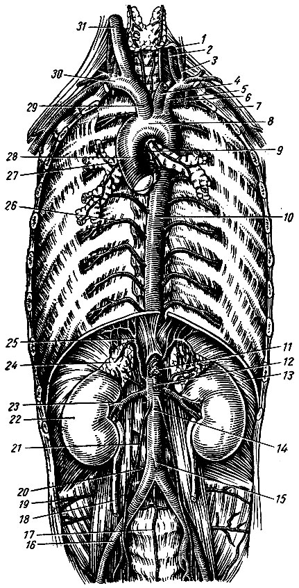. 152.    . 1 - a. thyreoidea inferior; 2 - a. vertebralis; 3 - truncus thyreocervicalis; 4 - a. carotis communis sinistra; 5 - a. subclavia sinistra; 6 - a. thoracica interna; 7 - a. axillaris sinistra; 8 - arcus aortae; 9 - rami bronchiales; 10 - aorta descendens; 11 - truncus coeliacus; 12 - a. mesenterica superior; 13 - diaphragma; 14 - aorta abdominalis; 15 - a. mesenterica inferior; 16 - a. iliaca communis dextra; 17 - a. sacralis mediana; 18 - ureter dexter; 19 - a. iliolumbalis; 20 - a. lumbalis IV; 21 - a. testicularis; 22 - ren dexter; 23 - a. renalis; 24 - glandula suprarenalis; 25 - a. phrenica inferior; 26 - a. intercostalis posterior; 27 - bronchus principalis dexter; 28 - aorta ascendens; 29 - truncus brachiocephalicus; 30 - a. subclavia dextra; 31 - a. carotis communis dextra