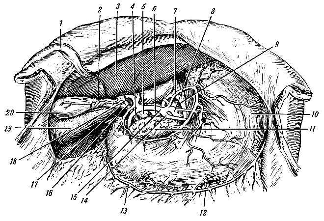 . 155.     . 1 - lig. teres hepatis; 2 - a. cystica; 3 -   ; 4, 16 - ductus choledochus; 5 - v. portae; 6 - v. cava inferior; 7 - a. gastrica sinistra; 8 - truncus coeliacus; 9 - aorta abdominalis; 10 - ; 11 - pancreas; 12 - a. gastroepiploica sinistra; 13 - a. gastroepiploica dextra; 14 - a. lienalis; 15 - a. hepatica communis; 17 - ductus cysticus; 18 - ductus hepaticus communis; 19 -   ; 20 - vesica fellea