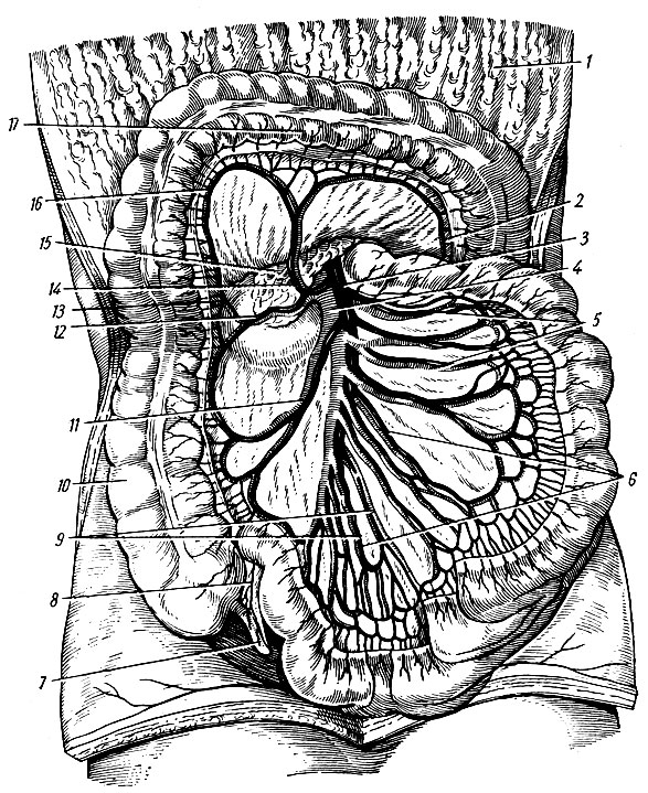 . 156.        ;     ;     ;      ( . . ). 1 - omentum majus; 2 - a. colica sinistra;  - a. mesenterica superior; 4 - v. mesenterica superior; 5 - . et vv. jejunales; 6 - aa. intestinales; 7 - appendix vermiformis; 8 - a. appendicularis; 9- aa. et vv. ilei; 10 - colon ascendens; 11 - a. et v. iliocolicae; 12 - a. colica dextra; 13 -   a. colicae dextrae; 14 - a. et v. colica media; 15 pancreas; 16 -   a. colicae mediae; 17 - colon transversum