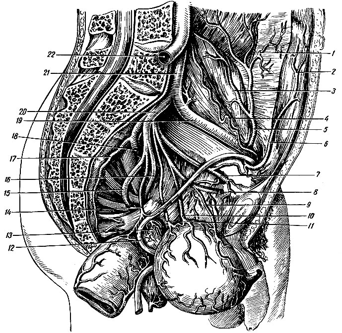 . 157.        .         . 1 -  a. circumflexae ilium profundae  m. transversus abdominis; 2, 6 - a. epigastrica inferior; 3 -   m. iliacus; 4 - a. testicularis; 5 - a. circumflexa ilium profunda; 7 - a. obturatoria; 8 - a. umbilicalis; 9 - a. vesicalis superior; 10 -    ; 11 - a. vesicalis inferior; 12 - ductus deferens sinister; 13 - vesicula seminalis; 14 - a. recta-lis media    a. ductus deferentis; 15 - a. glutea inferior; 16 - a. pudenda interna; 17 - a. sacralis lateralis; 18 - a. glutea superior; 19 - a. iliaca externa; 20 - a. iliaca interna; 21 - a. iliaca communis sinistra; 22 - a. iliaca communis dextra