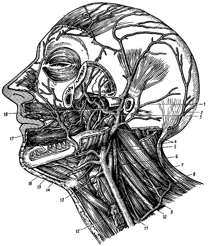. 158.    . 1 - a. temporalis superficialis; 2, 5 - a. occipitalis; 3 - a. maxillaris; 4 - a. carotis externa;  - a. carotis int.; 7 - ,  ; 8 -  ; 9 -   ; 10 - plexus bracnialis; 11 - truncus thyreocervicalis; 12 - a. carotis communis; 13 - a. thyreoidea superior; 14 - a. lingualis; 15 - a. facialis; 16 -    ; 17 -  ; 18 - a. meningea media
