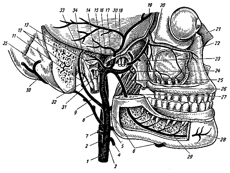 . 159.     . 1 - a. carotis communis; 2 - a. carotis interna; 3 - a. carotis externa; 4 - a. thyreoidea superior; 5 - a. lingualis; 6 - a. facialis; 7 - a. sternocleidomastoidea; 8, 10 - a. occipitalis; 9 - a. auricularis posterior; 11 - a. stylomastoidea; 12 -  a. occipitalis; 13 - a. temporalis superficialis; 14 -    ; 15 - a. carotis interna; 16 - a. maxillaris; 17 - a. meningea media; 18 - n. mandibulars; 19, 23, 24 -  a. maxillaris   ; 20 - a. infraorbitalis; 21 - a. alveolaris superior posterior; 22 - a. alveolaris superior anterior; 25 - m. pterygoid eus medialis; 26 - a. alveolaris inferior; 27 - r. mylohyoideus; 28 - a. mentalis; 29 - rami dentales; 30 - dura mater encephali; 31 - nn. vagus, glossopharyngeus, accessorius; 32 - processus styloideus; 33 - v. jugularis interna; 34 - n. facialis; 35 - , a. occipitalis