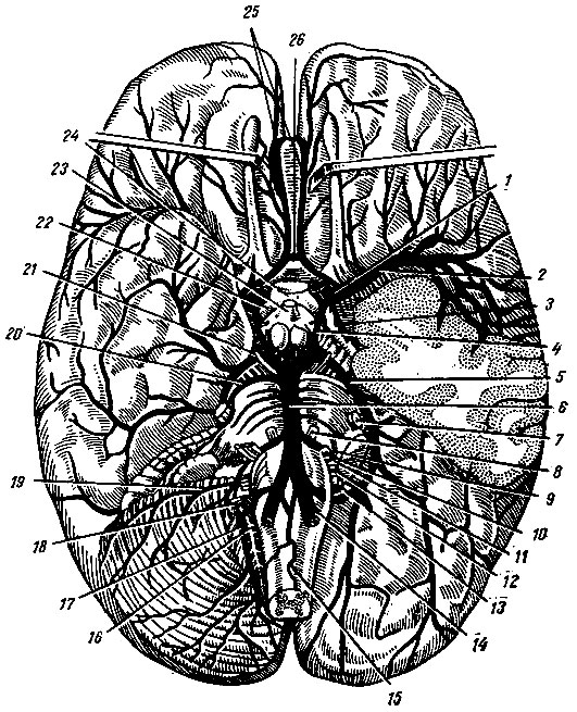 . 161.    (),          ( . . ). 1 - a. carotis interna; 2 - a. cerebri media; 3 - . chorioidea; 4 - a. communicans posterior; 5 - a. cerebri posterior; 6 - a. basilaris; 7 - n. trigeminus; 8 - n. abducens; 9 - n. intermedins; 10 - n. facialis; 11	- n. vestibulocochlear; 12	- n. glossopharygeus; 13 - n. vagus; 14 - a. vertebralis; 15 - a. spinalis anterior; 16, 18 - n. acces-sorius; 17 - a. cerebelli inferior posterior; 19 - a. cerebelli inferior anterior; 20	- a. cerebelli superior; 21 - n. oculomotorius; 22 - tractus opticus; 23 - infundibilum; 24 - chiasma opticum; 25 - aa. cerebri anteriores; 26 - a. communicans anterior