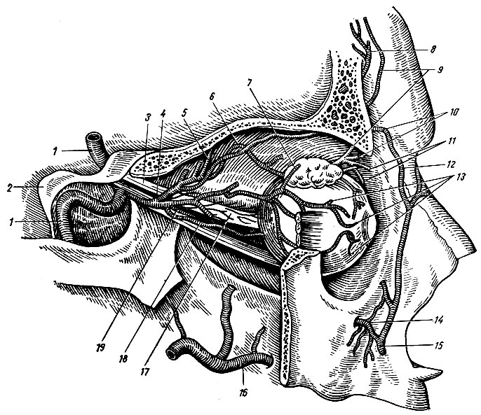 . 162.    (   ). 1 - a. carotis interna; 2 - processus clinoideus posterior; 3 -  ; 4 - a. ophthalmica; 5 - a. ethmoidalis posterior; 6, 18 - aa. ciliares; 7 - a. lacrimalis; 8, 9 - a. supraorbitalis; 10 - a. dorsalis nasi et a. palpebralis; 11 - aa. palpebrales mediales; 12 - a. angularis; 13 - aa. eiliares; 14 - a. infraorbitalis; 15 - a. facialis; 16 - a. maxillaris; 17 -  ; 19 - a. centralis retinae