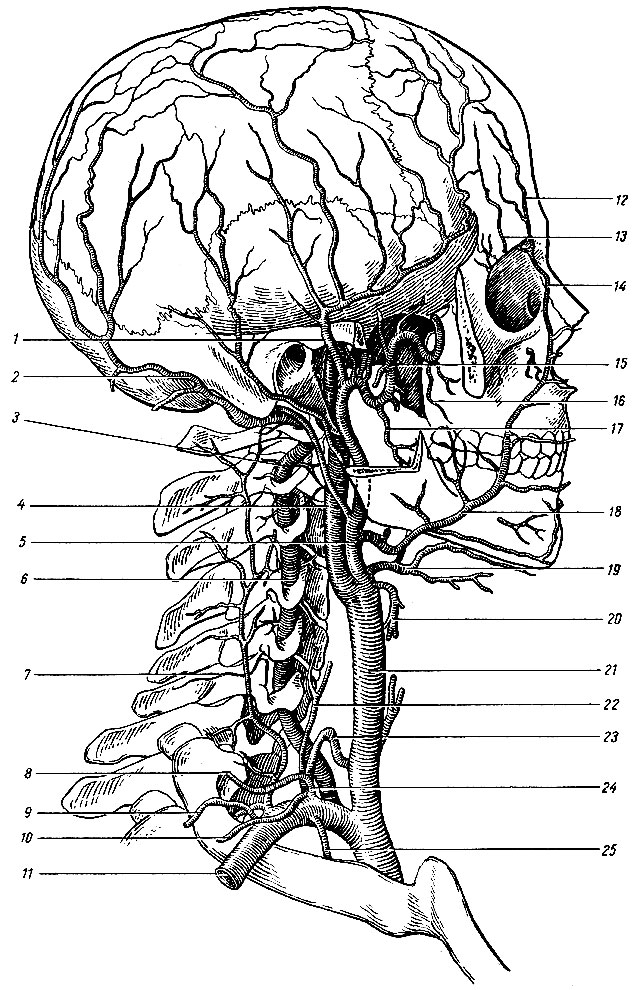 . 163.  ,        . 1 - a. temporalis superficialis; 2 - a. occipitalis; 3 - a. vertebralis; 4 - a. carotis interna-5 - a. carotis externa; 6 - a. vertebralis; 7 - a. cervicalis profunda; 8 - a. cervicalis superficialis; 9 - a. transversa colli; 10 - a. suprascapular; 11 - a. subclavia; 12, 13 - a. supraorbitalis14 - a. angularis; 15 - a. maxillaris; 16 - a. buccalis; 17 - a. alveolaris inferior; 18 - a. facialis; 19 - a. lmguahs; 20 - a. thyreoidea superior; 21 - a. carotis communis; 22 - a. cervicalis ascendens; 23 - a. thyreoidea inferior; 24 - truncus thyreocervicalis; 25 - a. thoracica interna