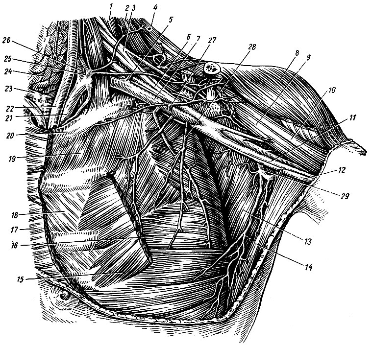 . 164.    . 1 - m. scalenus medius; 2 - m. levator scapulae; 3,6 - plexus brachialis; 4 - m. trapezius; 5 - a. transversa colli; 7 - a. axillaris; 8 - m. deltoideus; 9 - m. coracobrachial; 10 - m. biceps brachii (caput breve); 11 - n. medianus; 12 - n. ulnaris; 13 - m. subscapulars; 14 - m. latissimus dorsi; 15 - m. pectoralis minor; 16 - m. serratus anterior; 17 - m. pectoralis major; 18 - m. intercostalis internus; 19 - m. intercostalis externus; 20 - I ; 21 - a. subela via sinistra; 22 - a. carotis communis sinistra; 23 - trachea; 24 - glandula thyreoidea; 25 - truncus thyreocervicalis; 26 - a. vertebralis; 27 - a. thoracoacromial; 28 - a. thoracica lateralis; 29 - a. subscapularis