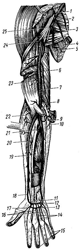 . 165.    ( ). 1 - a. axillaris; 2 -  ; 3 - a. thoracica lateralis; 4 - a. subscapularis    a. thoracodorsalis; 5 - a. profunda brachii; 6	- a. collateralis ulnaris superior; 7 - a. brachialis; 8 - a. collateralis ulnaris inferior; 9 - a. recurrens ulnaris; 10 - a. ulnaris; 11 - rete carpi palmare; 12 - arcus palmaris profundus; 13 - arcus palmaris superficialis; 14 - aa. metacarpeae palmares; 15 - aa. digitales palmares propriae; 16 - aa. digitales palmares communes; 17 - a. princeps pollicis; 18 - a. radialis; 19 - a. interossea anterior; 20 - a. radialis; 21 - a. interossea communis; 22 - a. recurrens radialis; 23 - rami musculares; 24 - a. circumflexa humeri posterior; 25 - plexus brachialis