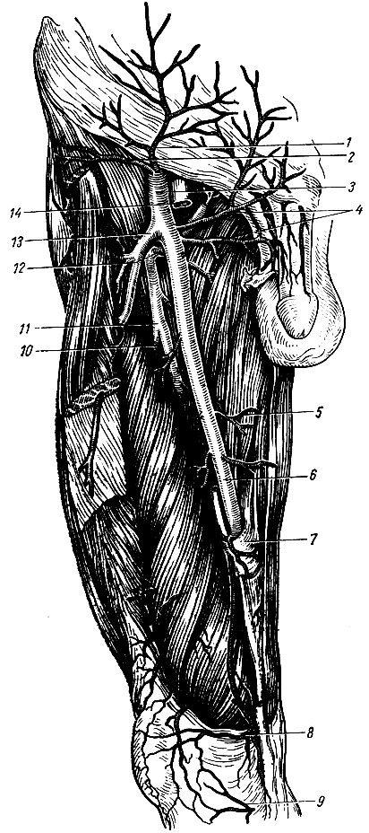 . 166.   ( ). 1 - a. epigastrica superficialis; 2 - a. circumflexa ilium superficialis; 3 - a. femoralis; 4 - aa. pudendae ext; 5 - rami musculares; 6 - a. femoralis; 7 - lamina vastoadductoria; 8 - a. genus descendens; 9 - a. genus inferior medialis; 10 - a. perforans; 11 - a. profunda femoris; 12 - a. circumflexa femoris medialis; 13 - a. circumflexa femoris lateralis; 14 - v. femoralis