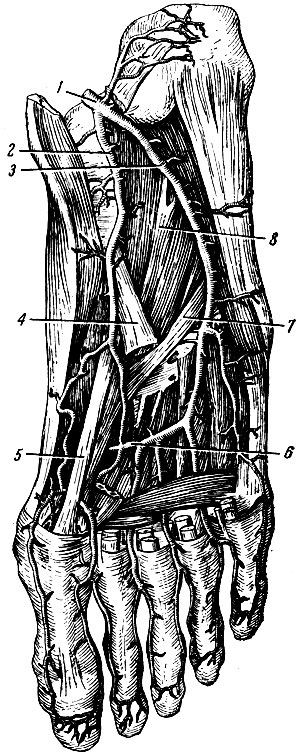 . 168.  . 1 - a. tibialis posterior; 2 - . plantaris medialis; 3 - a. plantaris lateralis; 4 -    ; 5 -    1 ; 6 - arcus plantaris; 7 -    ; 8 -   