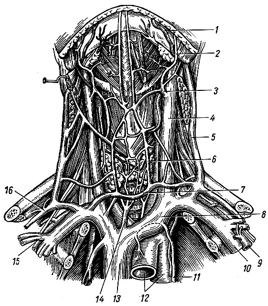 . 169.   , -    . 1 - a. facialis; 2, 3 - v. facialis; 4 - v. jugularis interna; 5 - v. jugularis externa; 6 - v. jugularis anterior; 7 - arcus venosus juguli; 8 - v. brachiocephalica sinistra; 9 - a. subclavia; 10 - v. subclavia; 11 - v. thoracica interna; 12 - arcus aortae; 13 - v. cava superior; 14 - v. thyreoidea ima; 15 - v. cephalica; 16 - v. transversa colli