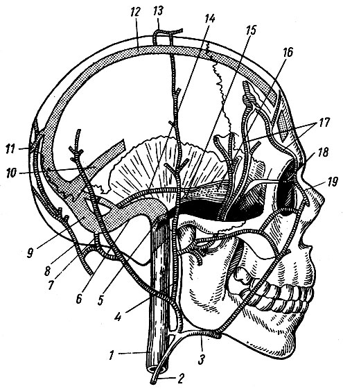 . 170.               (). 1 - v. jugularis interna; 2 - v. jugularis externa; 3 - v. facialis; 4 - v. retromandibularis; 5 - bulbus v. jugularis int.; 6 - sinus sigmoid eus; 7 - v. occipitalis; 8 - v. emissaria mastoidea; 9 - sinus transversus; 10 - sinus rectus; 11	- v. emissaria occipitalis; 12	- sinus sagittalis superior; 13	- v. emissaria parietalis; 14	- sinus petrosus superior; 15	- sinus petrosus inferior; 16 - sinus cavernosus; 17 - vv. diploicae; 18 - v. ophthalmica superior; 19 - v. angularis
